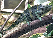 180px-Mellers.chameleon.bristol.zoo.arp.jpg