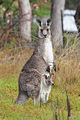 413px-Kangaroo and joey03.jpg