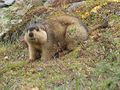 413px-Himalayan Marmot at Tshophu Lake Bhutan 091007 b.jpg