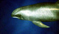 413px-Melon-headed whale large.jpg