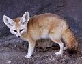 413px-Fennec Fox Vulpes zerda.jpg