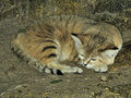 413px-Sand cat at bristol zoo arp.jpg
