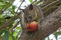 800px-Northen brushtail possum eating an apple.jpg