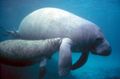 1280px-Manatee with calf.PD - colour corrected.jpg