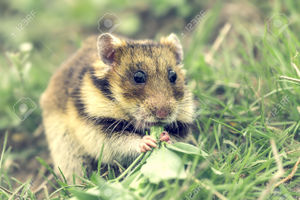 40497912-Romanian-hamster-Mesocricetus-newtoni-in-natural-habitat-Stock-Photo.jpg
