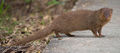 500px-Small asian mongoose.jpg