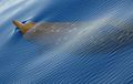 413px-Beaked Whale.jpg