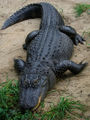 800px-American Alligator.jpg