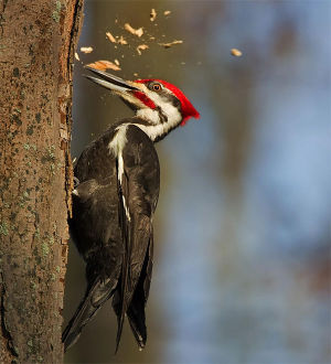 Woodpecker10.jpg