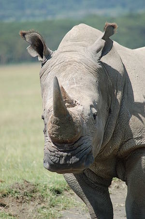 White rhino, Lake Nakuru Kenya.jpg