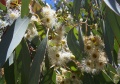 800px-Eucalyptus flowers2.jpg