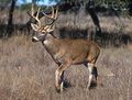 398px-White-tailed deer.jpg