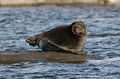 413px-The freshwater ringed seals. lake Ladoga.jpg