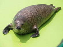 220px-Spotted Seal2.JPG