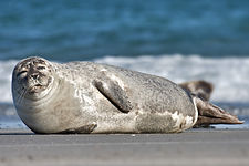 225px-Common Seal Phoca vitulina.jpg