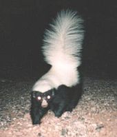 170px-Hognosed skunk.jpg