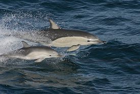 275px-Delphinus delphis with calf.jpg