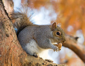 1024px-Eastern Grey Squirrel in St James's Park, London - Nov 2006 edit.jpg