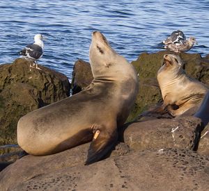 California sea lions in La Jolla (70402) closeup.jpg