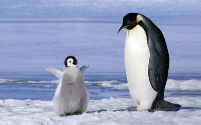 Pingvin-i-ptenetc,huge.1410723431.jpg