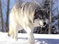 265px-Canis lupus 265b.jpg