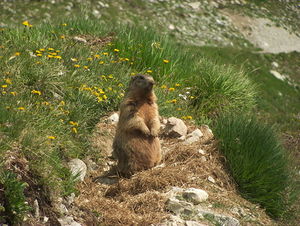 Alpine marmot (Marmota marmota) in the mountains at the entrance to its burrow.JPG