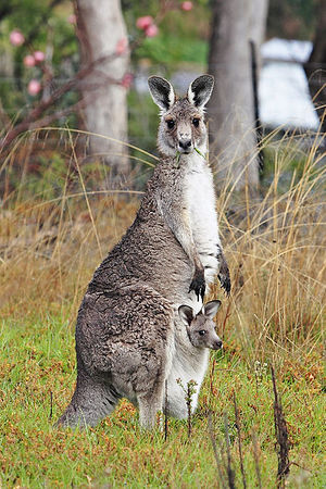 413px-Kangaroo and joey03.jpg