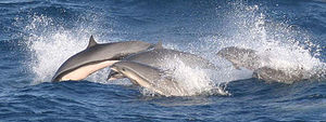 Frazer´s dolphin group.jpg