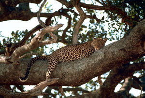 Leopard on the tree.jpg