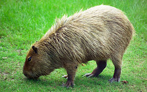413px-Capybara Hattiesburg Zoo (70909b-42) 2560x1600.jpg
