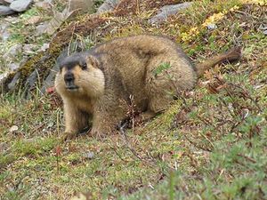 413px-Himalayan Marmot at Tshophu Lake Bhutan 091007 b.jpg