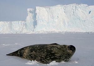 413px-Phoque de Weddell - Weddell Seal.jpg