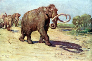 Columbian mammoth.jpg