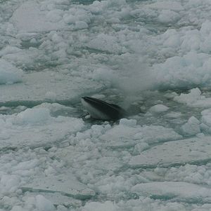 599px-Minke whale in ross sea.jpg