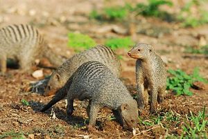 405px-Mangoustes rayées - Banded Mongooses.jpg