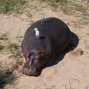 Hippopotamus kruger.jpg