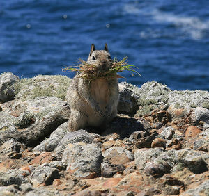 638px-California ground squirrel at Point Lobos.jpg