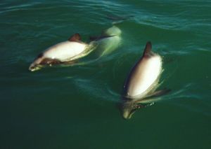 800px-Hector's Dolphins at Porpoise Bay 1999 a cropped.jpg
