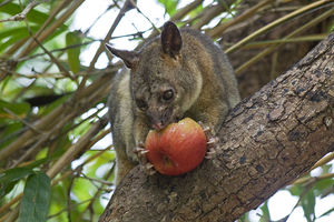 800px-Northen brushtail possum eating an apple.jpg