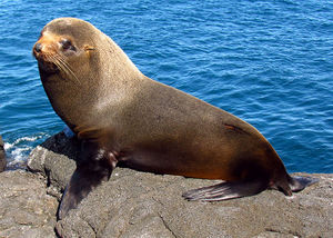 800px-Galapagos Fur Seal, Santiago Island.jpg