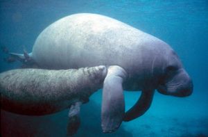 1280px-Manatee with calf.PD - colour corrected.jpg