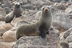 Guadalupe Fur Seal 005.jpg