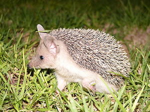 Hedgehog cyprus hg.jpg