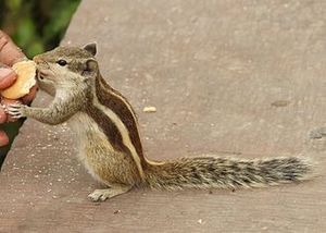 Indian Palm Squirrel pictured in Agra.jpg