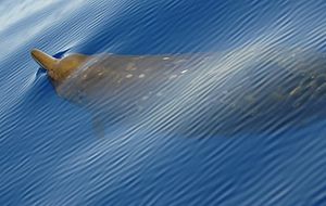 413px-Beaked Whale.jpg