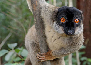 Brown Lemur in Andasibe.jpg