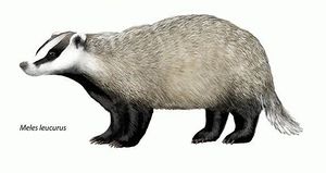 The Natural History of Badgers - Meles leucurus.jpg