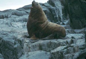800px-Callorhinus ursinus northern fur seal animal mammal.jpg