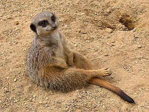 330px-Meerkat (Suricata suricatta).jpg