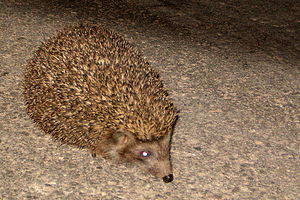 Hedgehog1.JPG
